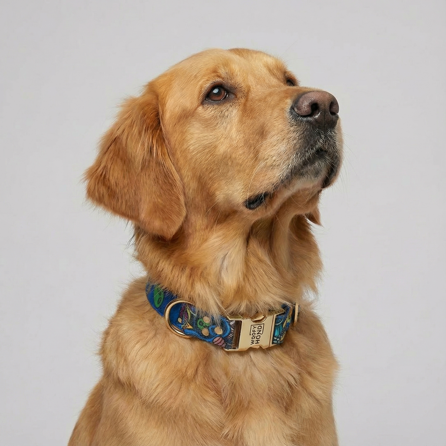 Dog Leashes