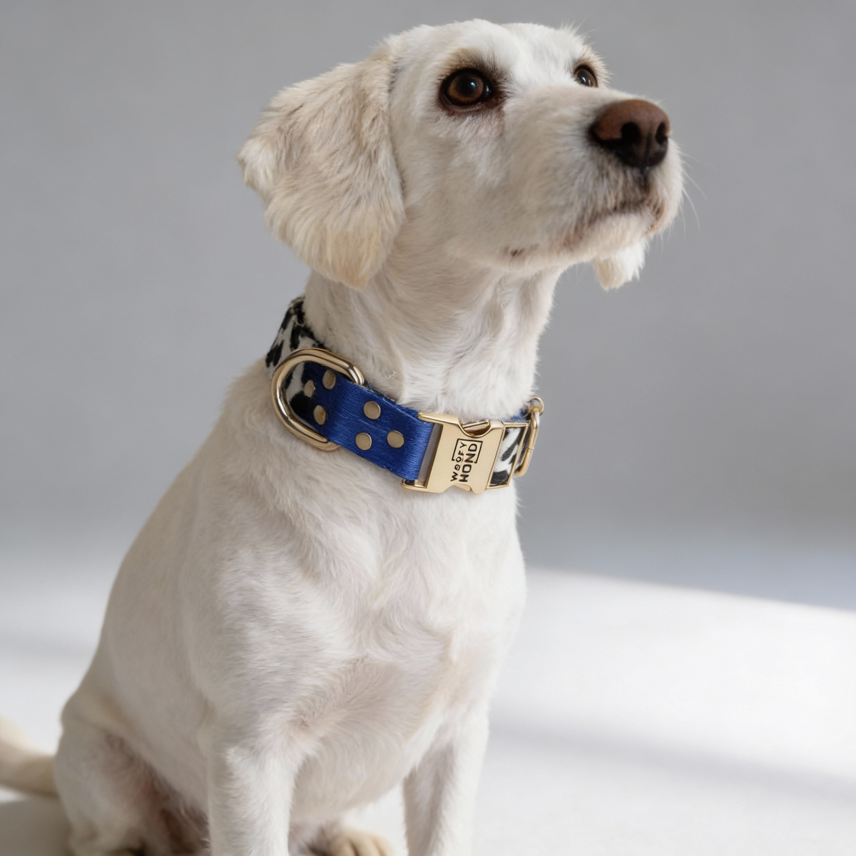 Dog Collars